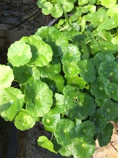 ต้นแว่นแก้ว (Water pennywort)