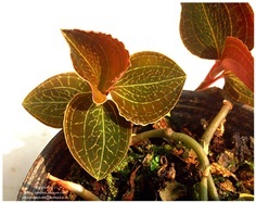 Jewel Orchid