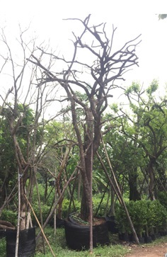 ต้นหมากเม่า 
