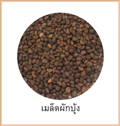 เมล็ดผักบุ้ง เพาะเป็นต้นอ่อนก็ดี เพาะเป็นต้นก็ได้ ขนาด 1 กก.