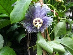 สร้อยฟ้าบลูฮาวาย - Passiflora  incarnata (กทม)  