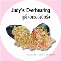 มะนาวคาเวียร์ Judy&#39;s Everbearing