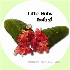 มะนาวคาเวียร์ Little Ruby (ติดผลเร็ว)