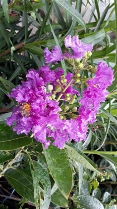 ต้นม่วงส่าหรี - Purple Crape Myrtle (กทม)      