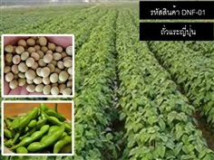 จำหน่ายเมล็ดพันธุ์ถั่วแระญี่ปุ่น (เมล็ดพันธุ์คุณภาพดี)