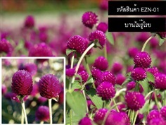 จำหน่ายเมล็ดพันธุ์บานไม่รู้โรยสีม่วง (เมล็ดพันธุ์คุณภาพดี)