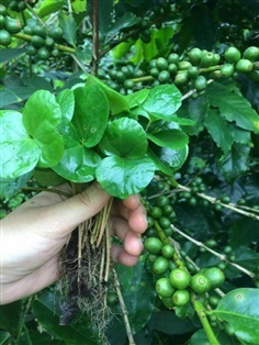 ต้นพันธุ์กาแฟพันธุ์อาราบิกา ต้นละ 3 บาท