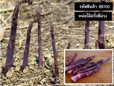 จำหน่ายเมล็ดพันธุ์หน่อไม้ฝรั่งสีม่วง (เมล็ดพันธุ์คุณภาพดี)