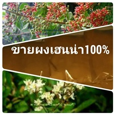 ขายผงเฮนน่า/เทียนกิ่งบริสุทธิ์ปลอดสารพิษ100%