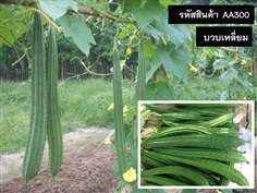 จำหน่ายเมล็ดพันธุ์บวบเหลี่ยม (เมล็ดพันธุ์คุณภาพดี ราคาถูก)