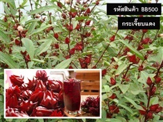 จำหน่ายเมล็ดพันธุ์กระเจี๊ยบแดง (เมล็ดพันธุ์คุณภาพดี)