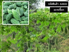 จำหน่ายเมล็ดพันธุ์มะระขี้นก (เมล็ดพันธุ์คุณภาพดี ราคาถูก)