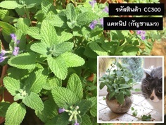 จำหน่ายเมล็ดพันธุ์แคทนิป (เมล็ดพันธุ์คุณภาพดี ราคาถูก)