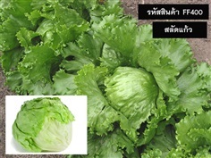 จำหน่ายเมล็ดพันธุ์สลัดแก้ว (เมล็ดพันธุ์คุณภาพดี ราคาถูก)