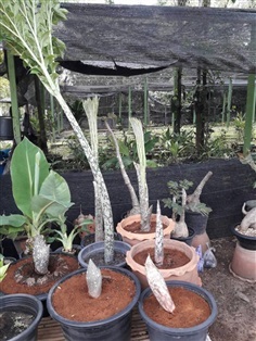 บุกจร้า Amorphophallus paeoniifolius  บุกสวยๆเลย 