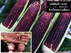 จำหน่ายเมล็ดพันธุ์ข้าวโพดม่วง (เมล็ดพันธุ์คุณภาพดี ราคาถูก)