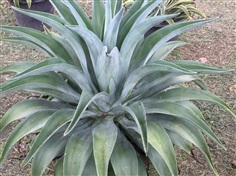 AGAVE&#39; TREE ปากนกแก้วต้นใหญ่size151.เขียวล้วน