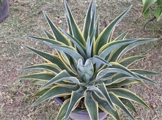 AGAVE&#39; TREE ปากนกแก้วต้นใหญ่size15เขียวเข้มขอบเหลือง