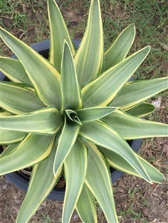 AGAVE&#39; TREE ปากนกแก้วต้นใหญ่size15เขียวอ่อนขอบเหลือง