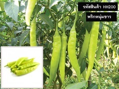 จำหน่ายเมล็ดพันธุ์พริกหนุ่มขาว (เมล็ดพันธุ์คุณภาพดี