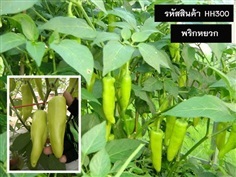 จำหน่ายเมล็ดพันธุ์พริกหยวก (เมล็ดพันธุ์คุณภาพดี ราคาถูก)