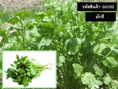 จำหน่ายเมล็ดพันธุ์ผักชี (เมล็ดพันธุ์คุณภาพดี ราคาถูก)