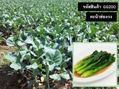 จำหน่ายเมล็ดพันธุ์คะน้าฮ่องกง (เมล็ดพันธุ์คุณภาพดี ราคาถูก)