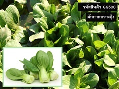 จำหน่ายเมล็ดพันธุ์ผักกาดกวางตุ้ง (เมล็ดพันธุ์คุณภาพดี 