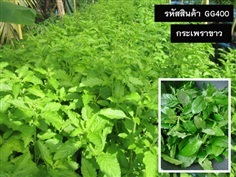 จำหน่ายเมล็ดพันธุ์กระเพราขาว (เมล็ดพันธุ์คุณภาพดี)