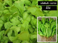 จำหน่ายเมล็ดพันธุ์ตั้งโอ๋ (เมล็ดพันธุ์คุณภาพดี)