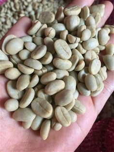 เมล็ดพันธุ์กาแฟอาราบิกา ความงอก 80 % ขายยกแพ็ค 