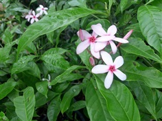 พุดชมพู - Pink gardenia (กทม)