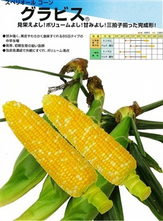 เมล็ดพันธุ์ข้าวโพดหวานญี่ปุ่น 2 สี GRAVIS กินดิบได้ 40 เมล็ด