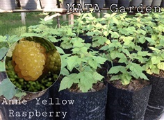 Anne Yellow Raspberry 