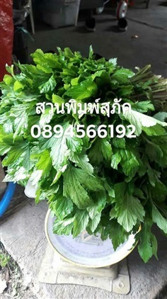 จิงจูฉ่ายสดพร้อมทานกิโลละ 150 บาทไม่รวมจัดส่งค่ะ