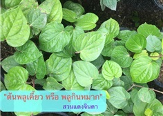 ต้นพลูเคี้ยว