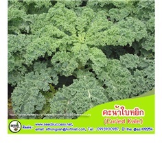 คะน้าใบหยิก (Kale) / 200  เมล็ด