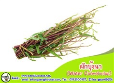 ผักบุ้งจีน (water convolvulus) ผักบุ้งนา/10 g.