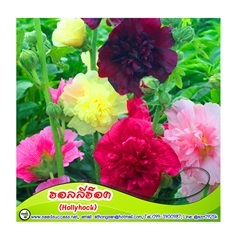 ฮอลลี่ฮ็อค (Hollyhock Flower Mixs) / 30 เมล็ด