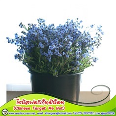 ไชนีสฟอร์เก็ทมีน็อต  (Chinese forget me not) /80 เมล็ด