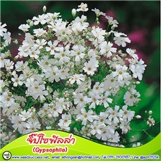 ยิปโซฟิลล่า (Gypsophila) / 150 เมล็ด