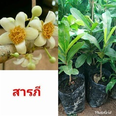 สารภี 