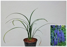  Liriope muscari  ดอกสีม่วงเข้ม