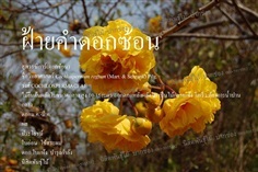 ฝ้ายคำดอกซ้อน