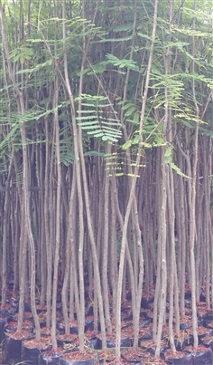 หางนกยูง1”