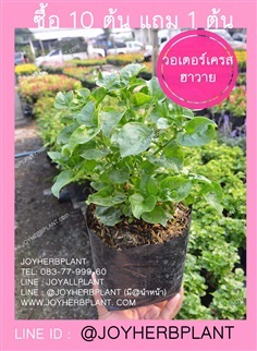 วอเตอร์เครสฮาวาย Brazilian Spinach พันธุ์ใบใหญ่ ซื้อ10แถม1 