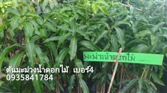 น้ำดอกไม้เบอร์ 4