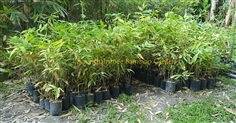 ไผ่เก้าดาว Guadua angustifolia 