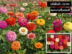 จำหน่ายเมล็ดพันธุ์ดอกบานชื่น (เมล็ดพันธุ์คุณภาพดี ราคาถูก)