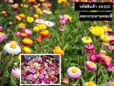 จำหน่ายเมล็ดพันธุ์ดอกกระดาษ (เมล็ดพันธุ์คุณภาพดี ราคาถูก)